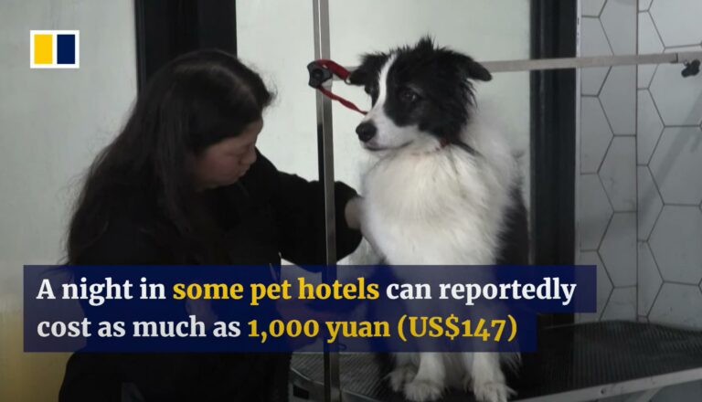 pet-sitting-china